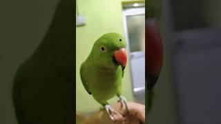 ❤️🦜#nonstoptalkingparrot #parrot #petbird #parrotlovers #parrottalking #talkingparrot #mithu #birds