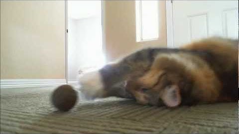Kitty Loves Her Catnip Ball