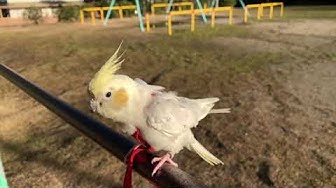 鳥と散歩 Youtube 鳥と散歩 Youtube