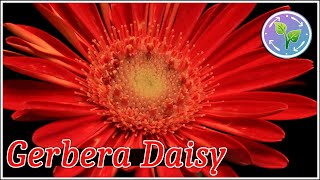 Gerbera Daisy Flowers Time Lapse | Blooming Flowers Time Lapse 4K