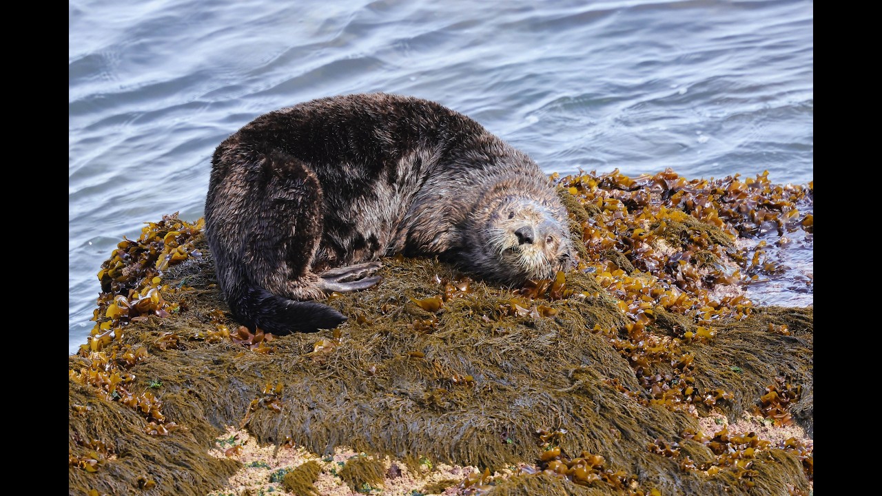 オホーツクを離れ太平洋の動物撮影へ