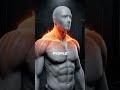 The Neck Muscle That Changes Your Entire Frame