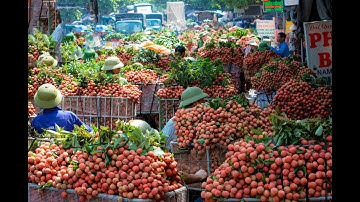 Nhộn nhịp quê hương Vải thiều Bắc Giang