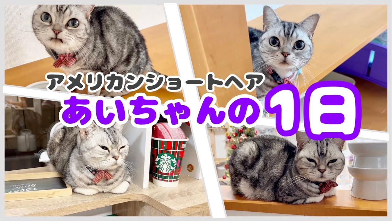 夢ねこ♡アメリカンショートヘア♡あなたのパートナー！ 【新品未開封