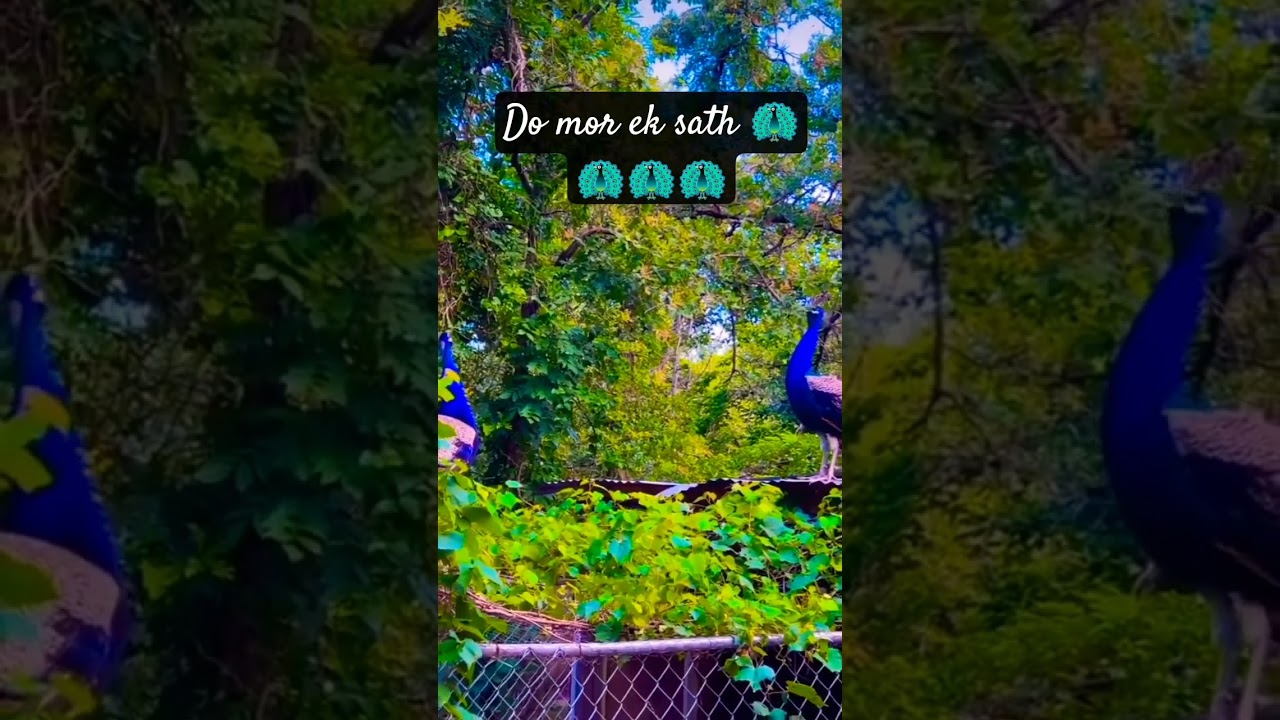 Jungle Mein Do Mor Ki Zabardast Baatcheet 🦚🦚 | Aisa Scene Pehle Kabhi Nahi Dekha 