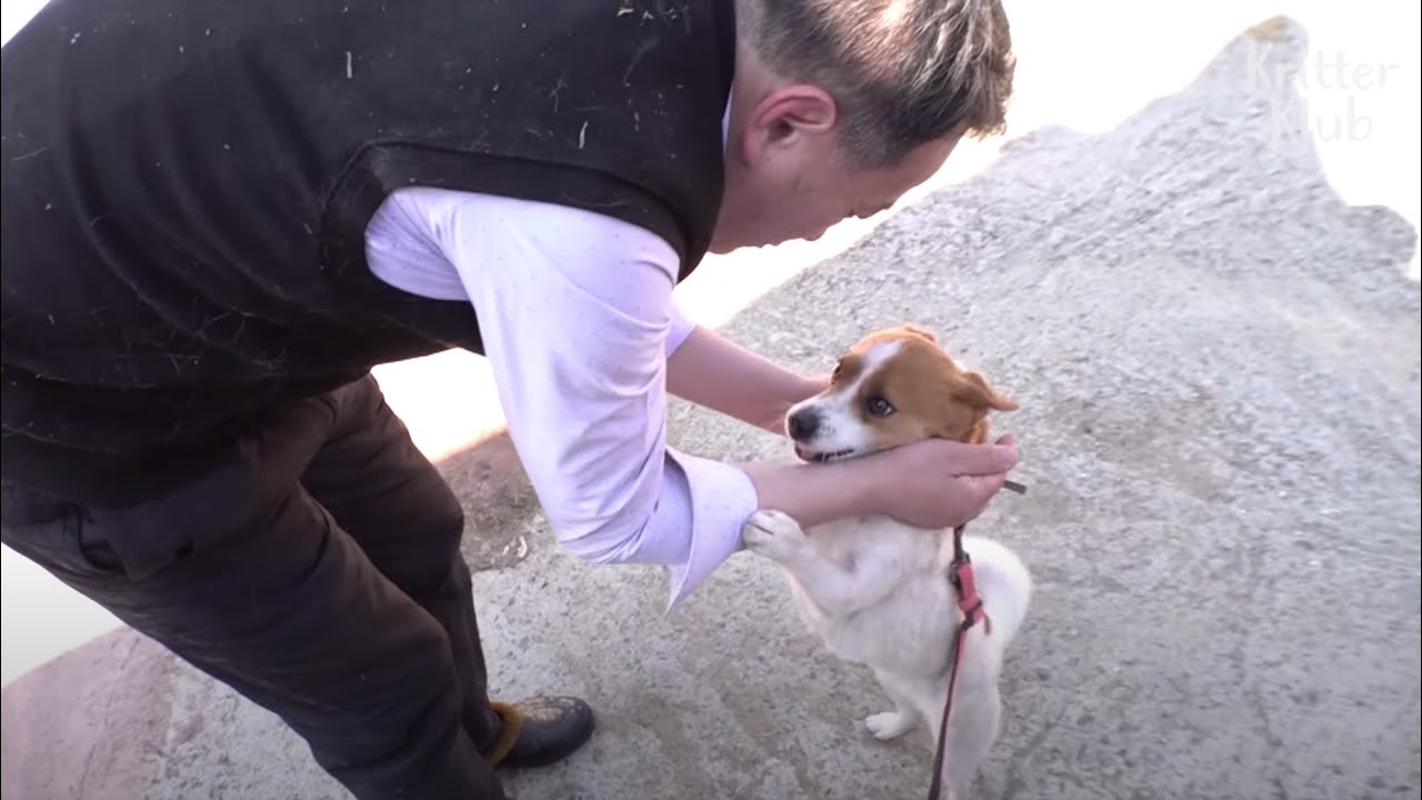 This Stray Dog Brings A Miracle To A Doctor Who's Nursed Him For Long | Kritter Klub