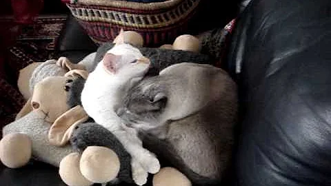 Watch the video about Little red point Siamese and grownup blue point Tonkanese in peace