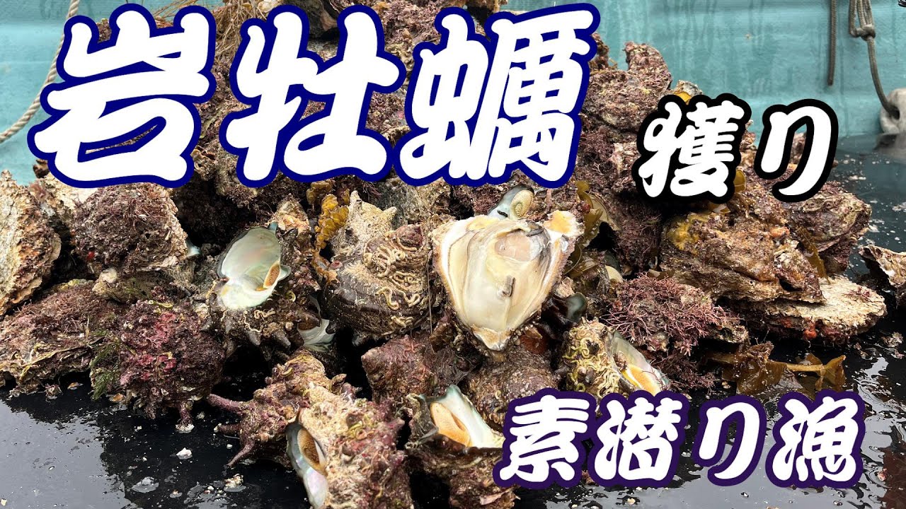 【舞鶴】岩牡蠣獲りに行ってきました！【素潜り漁】