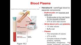 Chapter 18 The Circulatory System Microlecture 1 Intro to the circulatory system and RBCs