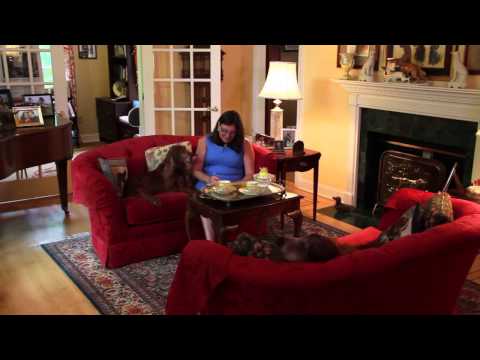 Hamilton Law and Mediation