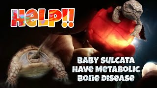 What to do? Baby sulcata have Metabolic Bone Disease, Assist feeding! screenshot 4