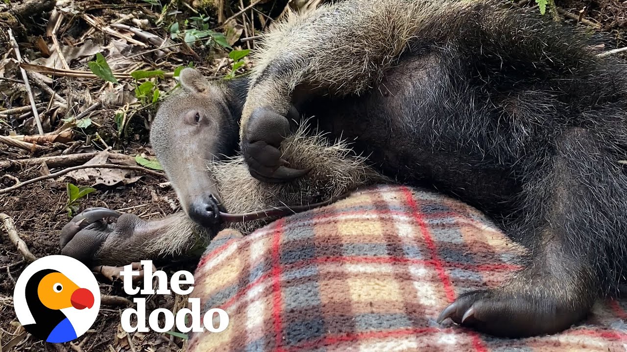 Застенчивый детеныш муравьеда учится жить в дикой природе | The Dodo