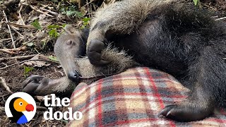 Shy Baby Anteater Learns How To Be Wild The Dodo