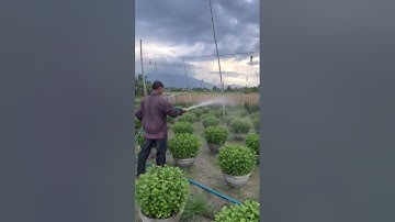 Hoa Cúc Ninh Giang Khánh Hòa A Nhàn Vài Dòng Bút Pháp Bên Trong Ngành Hoa Cúc Mang Tên Huỳnh Thuật