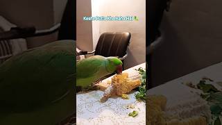 Mithu Billi Keshe Bulayenge 🐈🐱🐱 #parrot #birds #talkingparrot #funnyanimals #parrotlover #anuandsuji