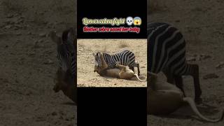 lion vs zebra fight _ zebra saved her baby #animals #wildlife #poached #babyanimals #lion