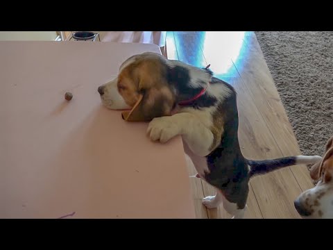 The most unlucky puppy in the world