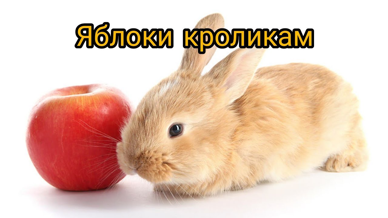 Яблоки кроликам можно давать. Кролик с яблоками. Кроличье яблоко. Кролики из яблок. Яблоко кролик нарезка.