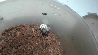 Scytodes sp (Spitting Spider) with egg sack