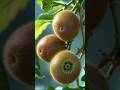 Enjoy Beautiful Unique Kiwi🥝