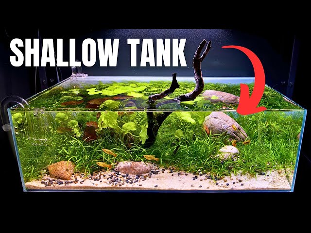 Shellawa Fish Shallow Water Fish Aquarium