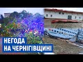 Повалені дерева, зірвані дахи та відключення світла: на Чернігівщині сильний вітер