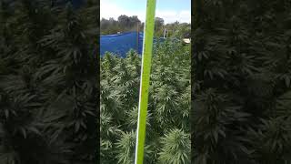 OklahomaKingsOfCannabis 👑 #Cannabis#Weed#MedicalMarijuana #MarijuanaCommunity #CleanMeds#CleanMedic