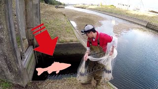 投げ網やってたら目の前に大きな魚が…