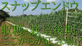 スナップエンドウ　栽培後期　病気の進行と今後について