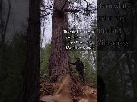 Nick Hansen discovers Michigan’s tallest tree: a 155-foot Eastern White Pine