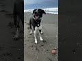 Beach day with the pups. #shorts