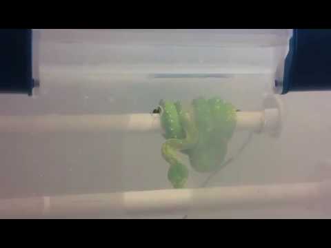 GTP caudal luring