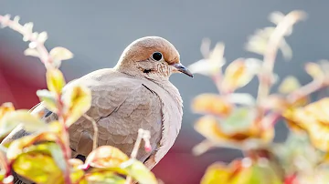 The sound of the Mourning dove - Bird Sounds | 10 Hours