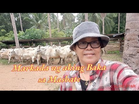 Markada ng mga Tarnerang baka at injection ng Vitamins sa Baka sa Masbate