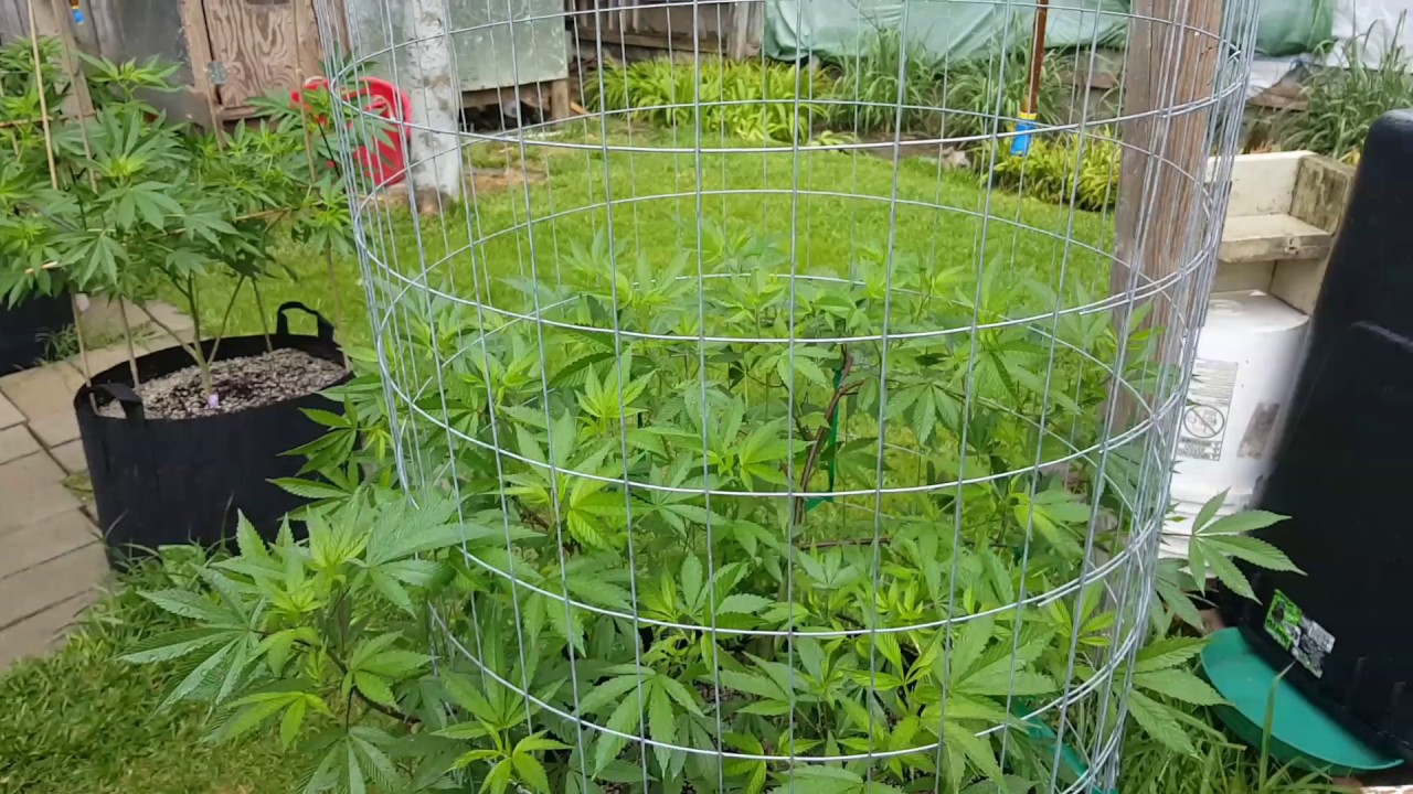 Outdoor grow 2017 part 4