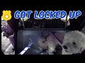 Dog RESCUED from FIRE by Police Officer