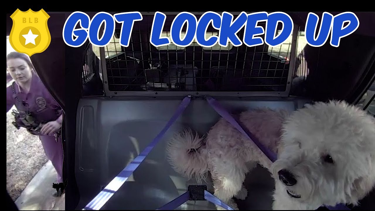 Dog RESCUED from FIRE by Police Officer - YouTube