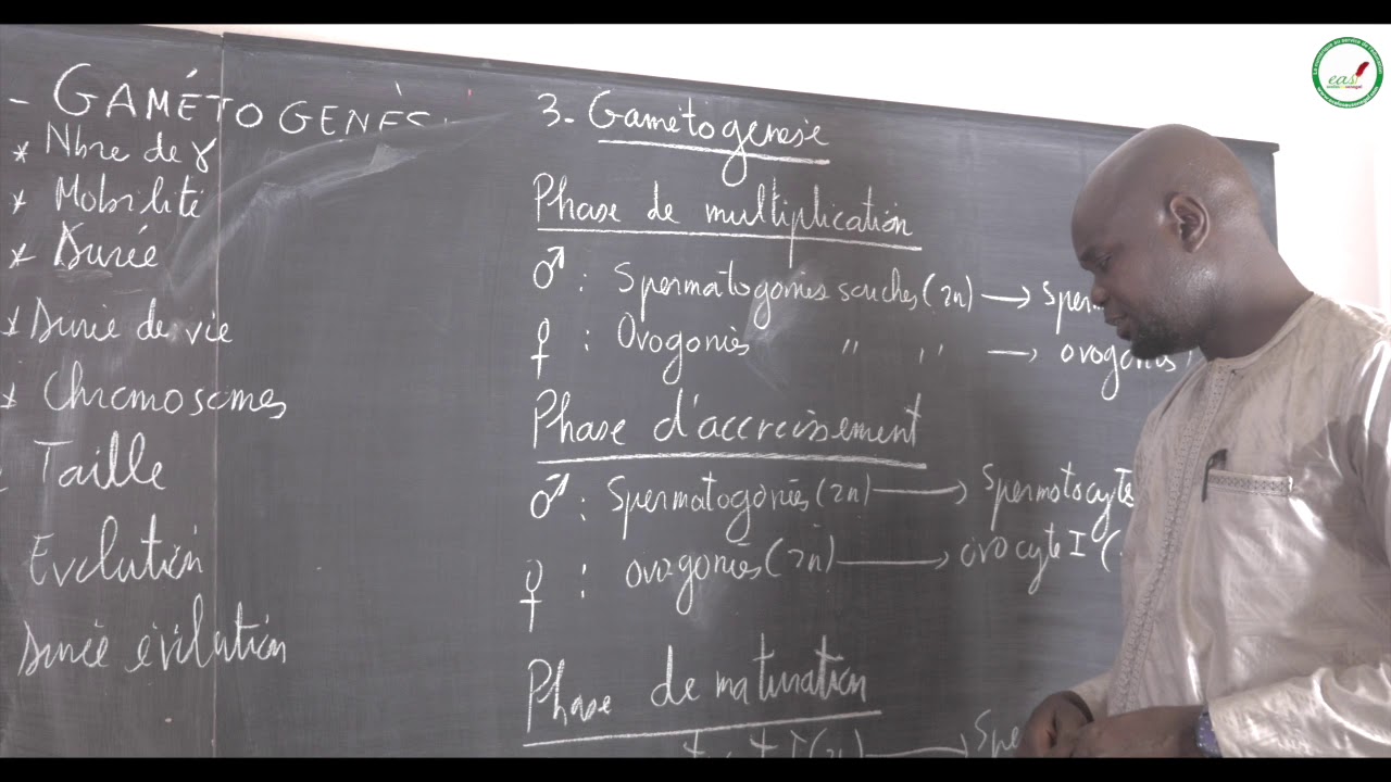 Cours - Terminale - SVT : Organes reproducteurs -  Gamètes - Gamètogenèse  / La Gamètogenèse