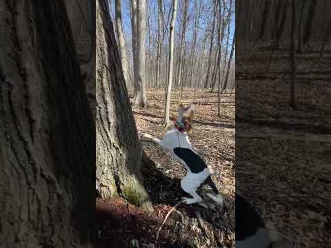 Video: Guida ai regali di Amazon Holiday per i vostri animali domestici