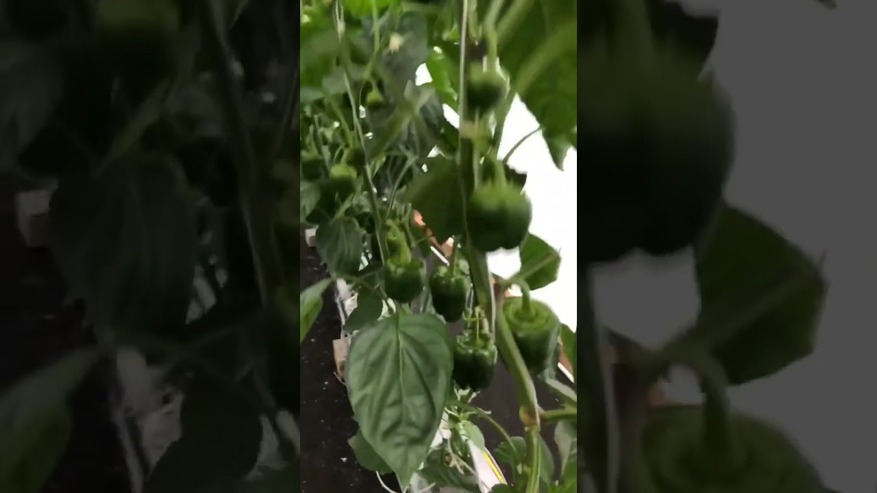 Greenhouse Grow [Bell peppers]