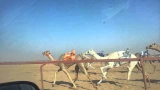 الذيبة للسيد سالم سعدون الشمري