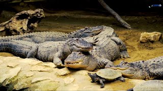 animals predator crocodile | animal planet | film nature animal and music relaxing