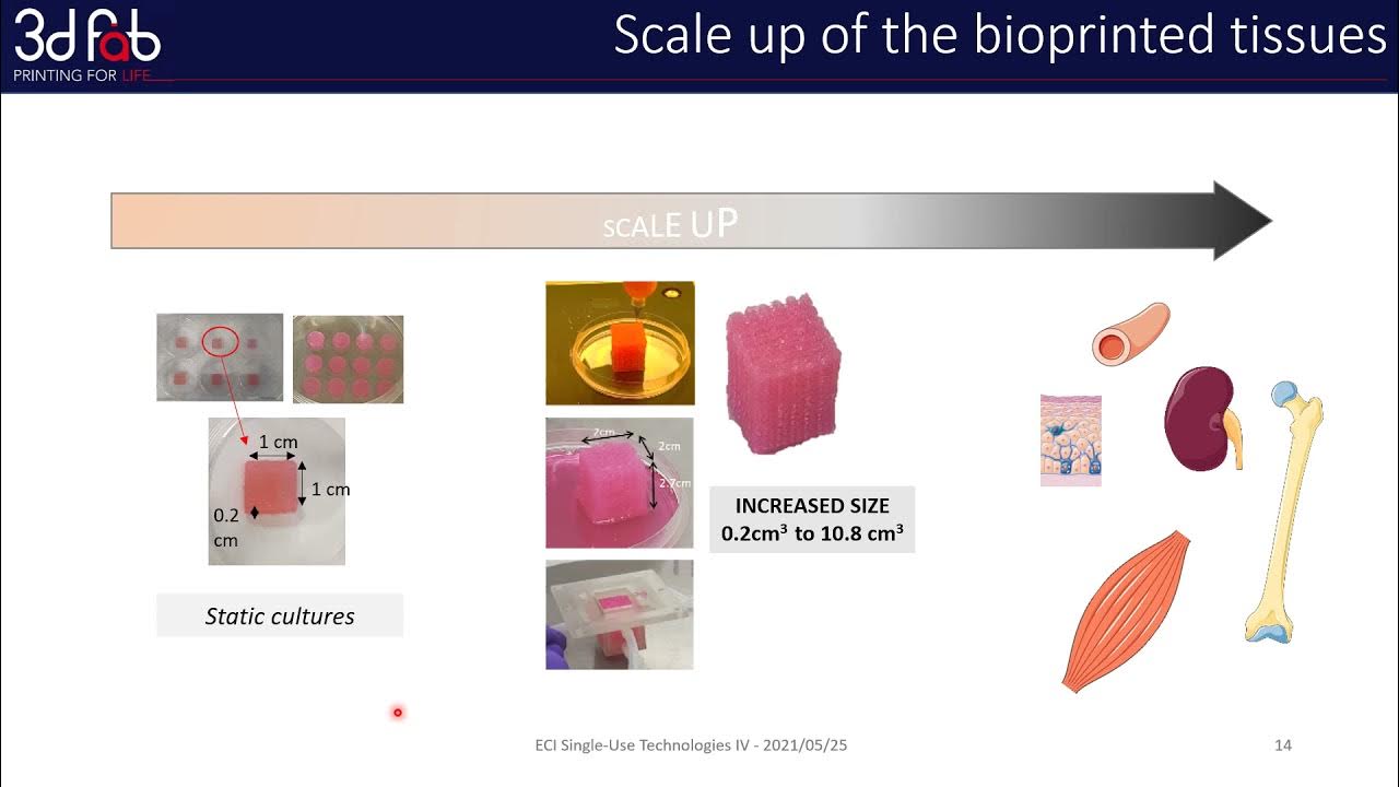 Single Use Technologies ECI SUT Conference IV L Chastagnier 3D