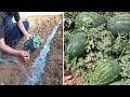 زراعة البطيخ الاحمر والاصفر في حديقة المنزل
Cultivation of red watermelon