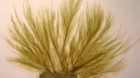 Introduction to Ectocarpus - brown alage