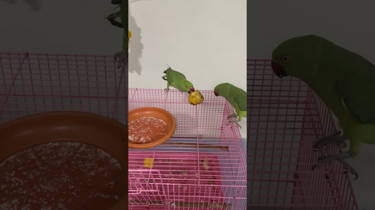 When Mithhu used to have a girlfriend🤭