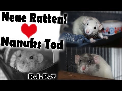 Infos zu Nanuks Tod | Vorstellung der neuen Ratten!
