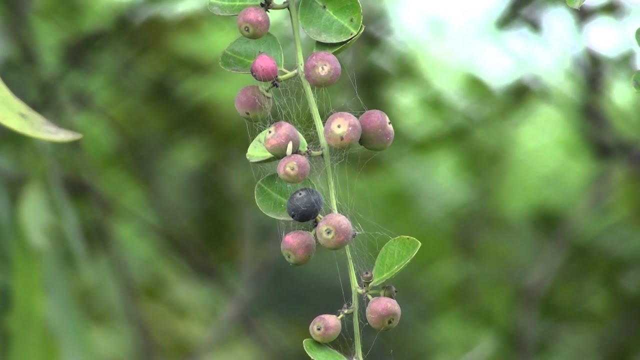 Carissa carandas climber plant insects picture