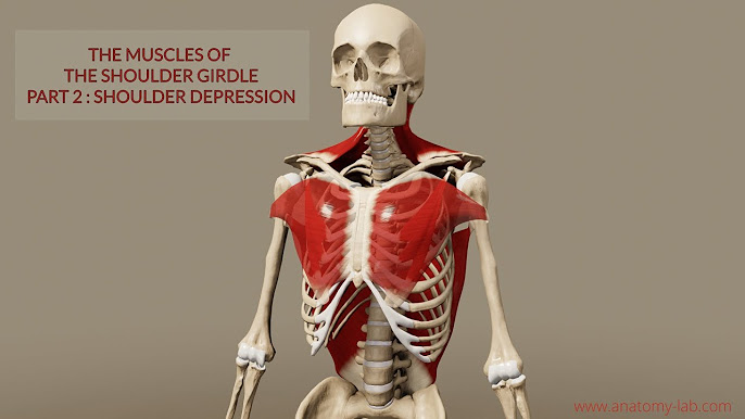 Muscles of the Shoulder Girdle 