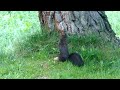 Eichhörnchen versteckt Arvennüsschen